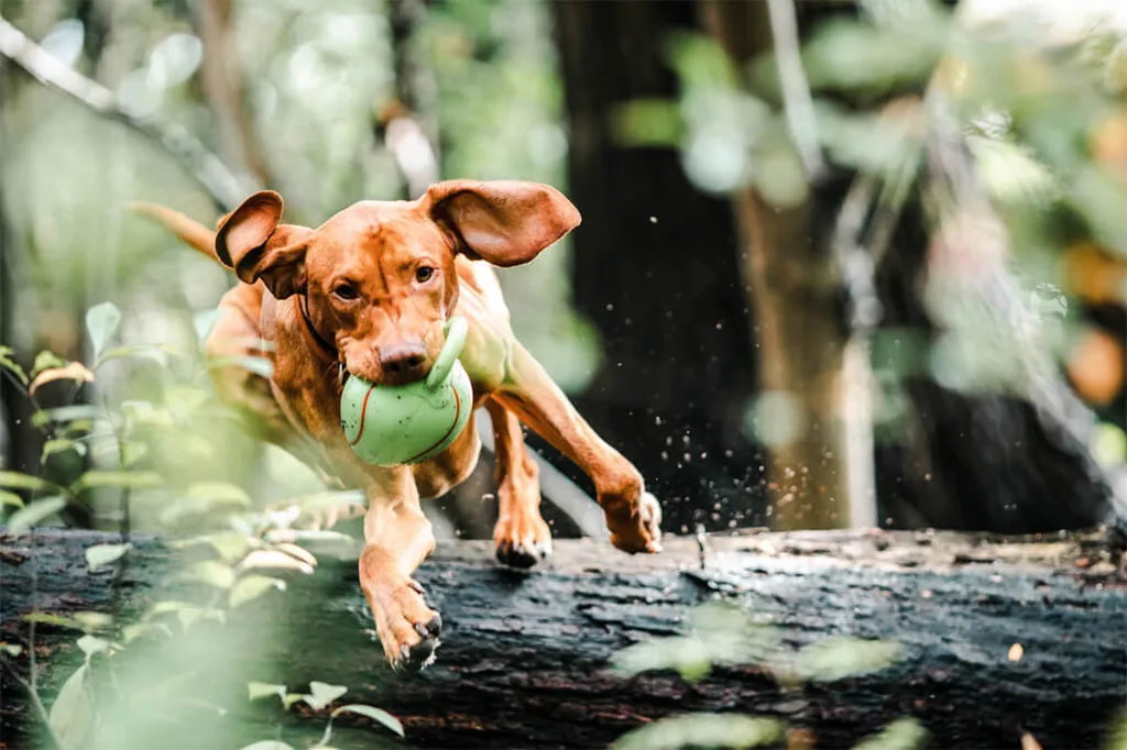 Dog-friendly holidays at Gut Hügle Adventure Farm