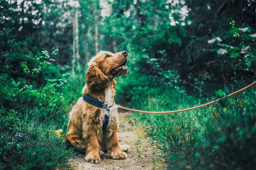 Dog-friendly holidays at Gut Hügle Adventure Farm