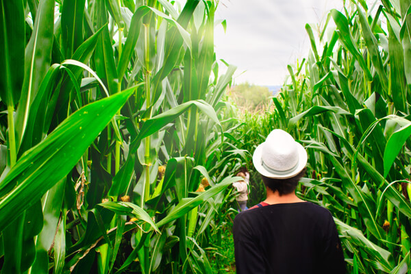 View: Activities at Gut Hügle in Ravensburg on Lake Constance