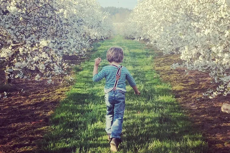 Pick-your-own cherries at the Gut Hügle orchard