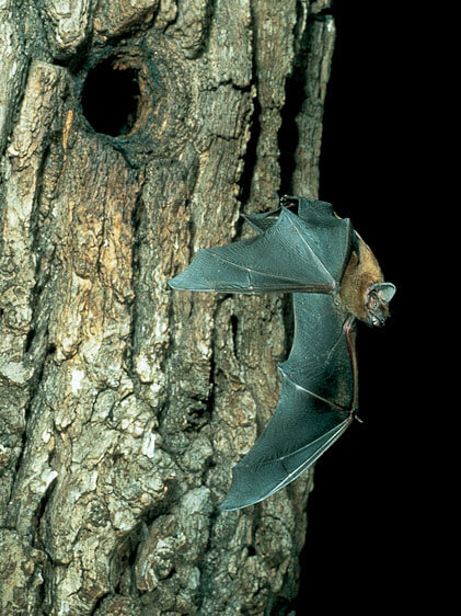 Bats at Gut Hügle Adventure Farm