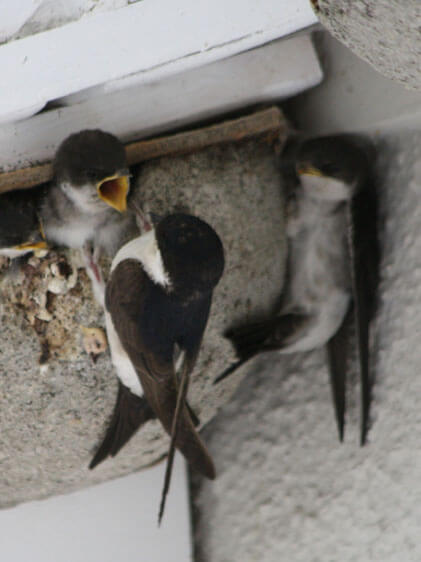 Swallows nesting at Gut Hügle Adventure Farm
