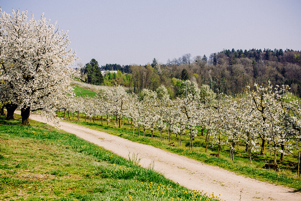 Cherry blossoms in the orchard at Gut Hügle
