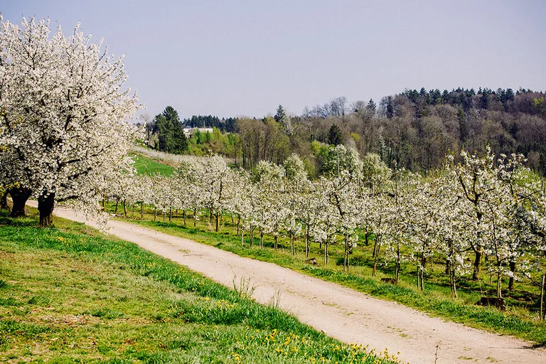 Cherry blossoms in the orchard at Gut Hügle