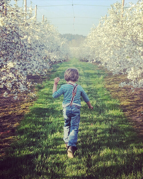 View: Lake Constance cherries. Pick-your-own cherry orchard