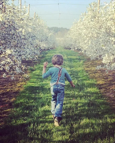 View: Lake Constance cherries. Pick-your-own cherry orchard