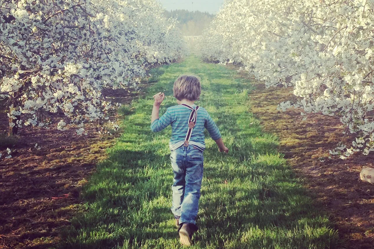 View: Lake Constance cherries. Pick-your-own cherry orchard