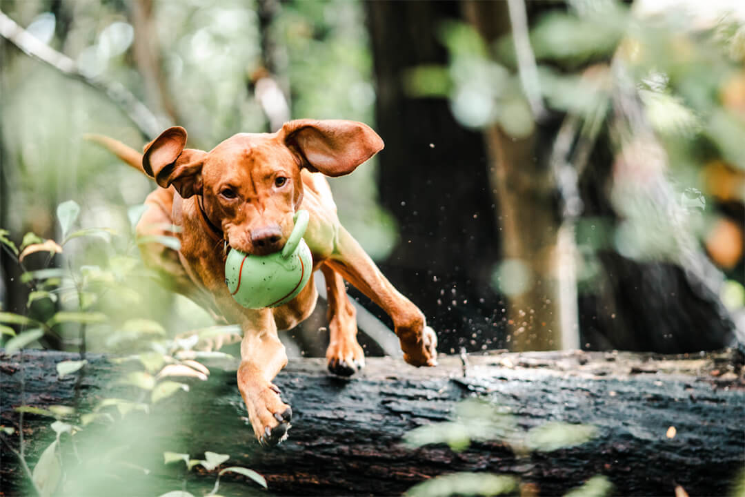 Dog-friendly holidays at Gut Hügle Adventure Farm