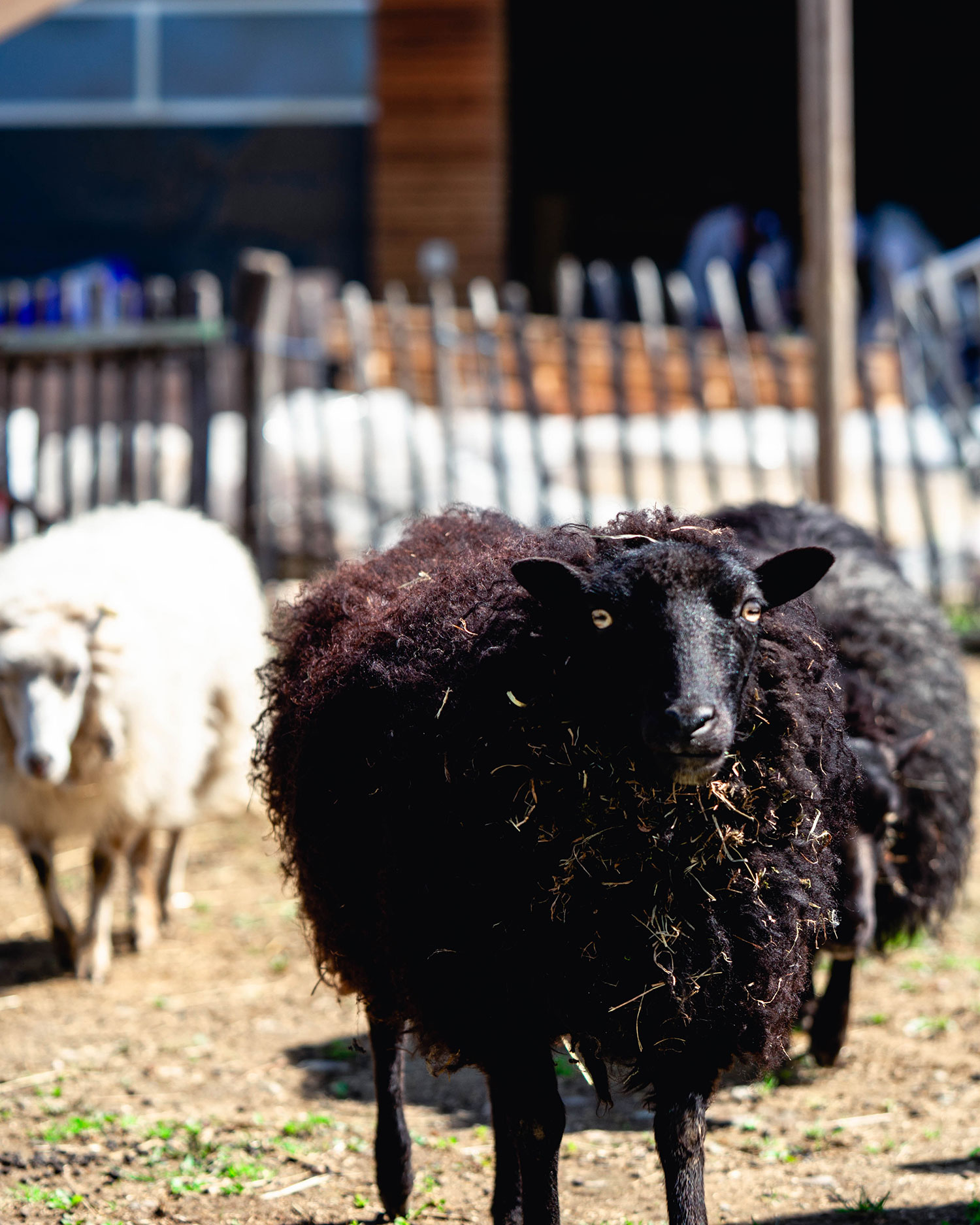Farm animals at Gut Hügle Adventure Farm